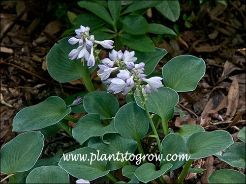 The lavender flowers are borne on short scapes.